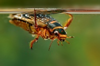 Potapnik vroubeny - Dytiscus marginalis - Great Diving Beetle 5053